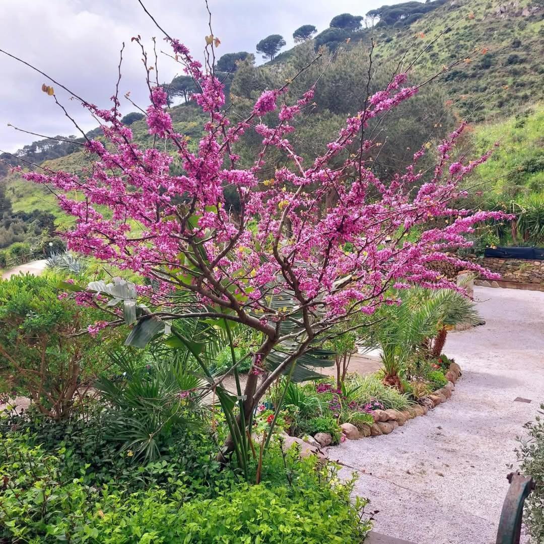 Villetta Blu Rio dellʼElba 外观 照片